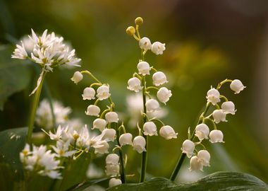 Lily of the valley