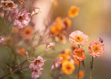 Spring flowers