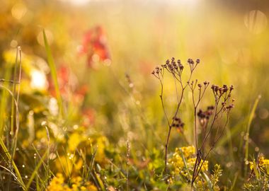 Spring morning