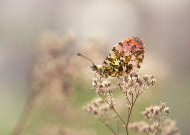 Spring butterfly