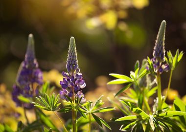 Spring flowers