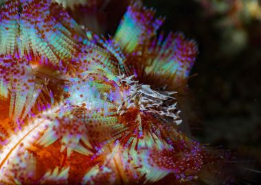 Zebra crab on Fire urchin