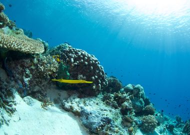 Golden trumpetfish