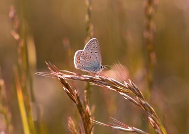 Spring butterfly