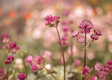 Spring flowers