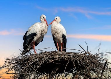 Storks