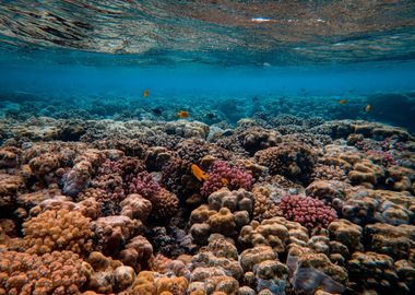 Coral Reef Magic