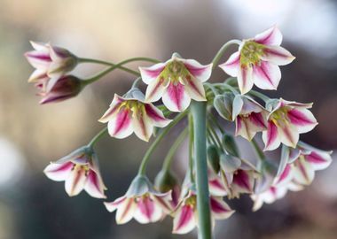 Colorful Garlic flowers