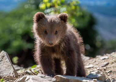 Bear cub