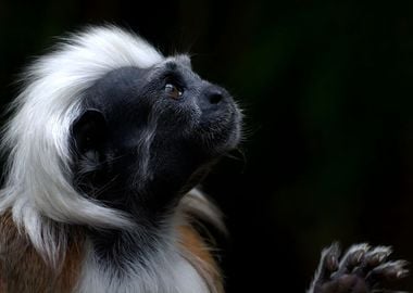 Tamarin