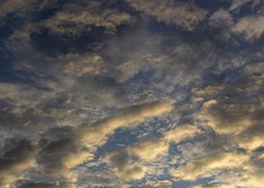 birds flying in sunset sky