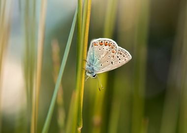 Spring butterfly