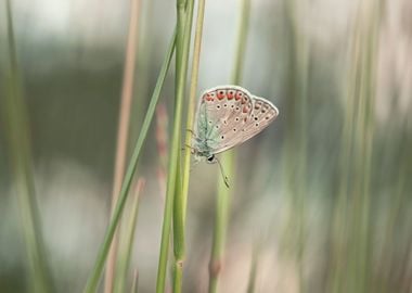 Spring butterfly