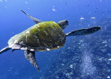 Majestic Sea Turtle