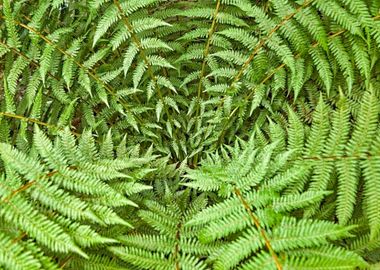 Fern