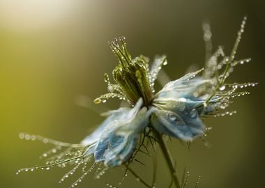 Nigella