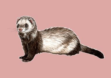 Ferret