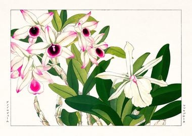 Vintage Dendrobium