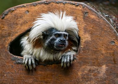 Tamarin