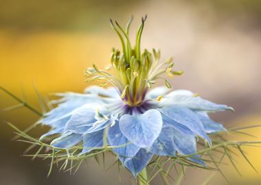 Nigella