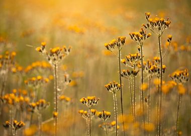 Spring meadow