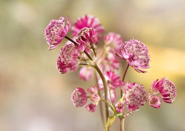 Astrantia flowers