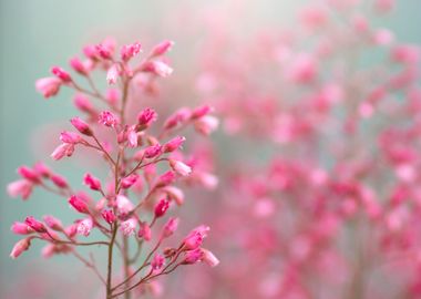 Pink flowers