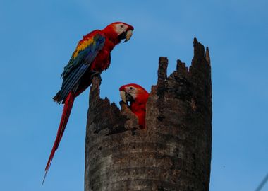 Scarlet Macaw Couple