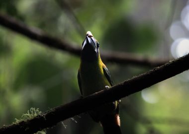 Emerald Toucanet