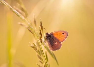 Spring butterfly