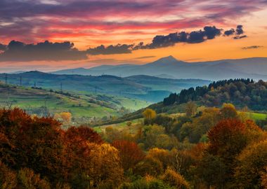 Yellow autumn forest