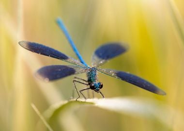 Dragonfly