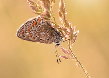 Butterfly in the dew