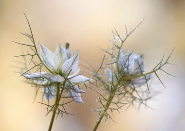 Nigella