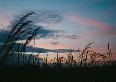 Whispering Grasses