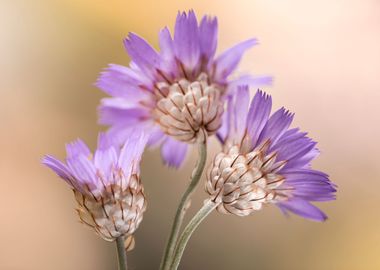 Purple flowers