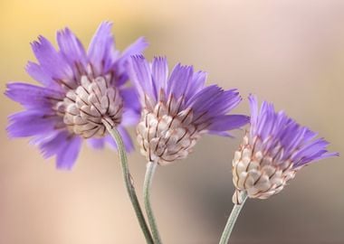 Purple flowers