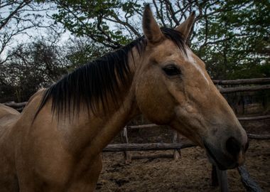 Chilled Out horse