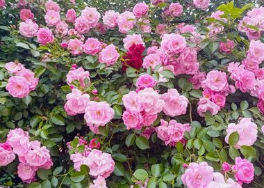 Pink rose garden