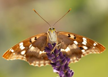 Summer butterfly