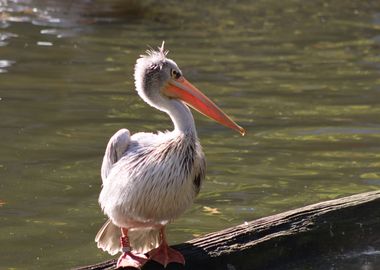 Pelican