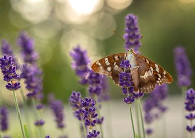 Summer butterfly