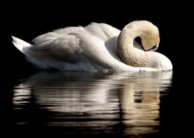 Solitary Swan