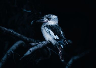 Kookabura Bird