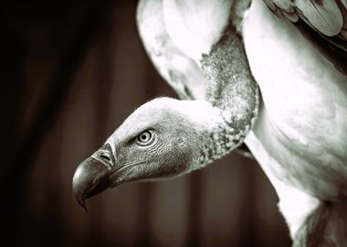 Vulture