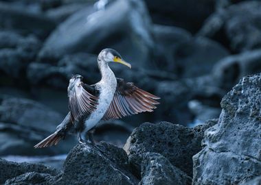 Cormorant Bird