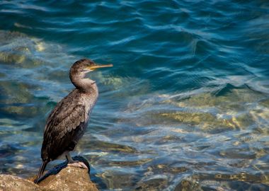 Lone Great Cormorant