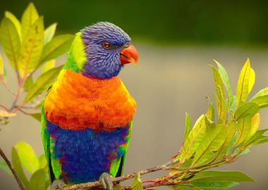 Lorikeet Rainbow Parrot