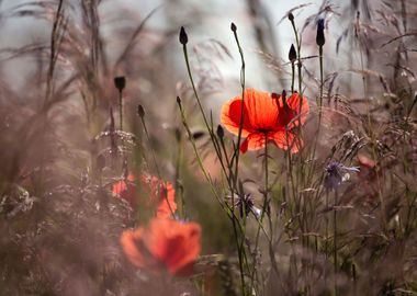 Summer meadow