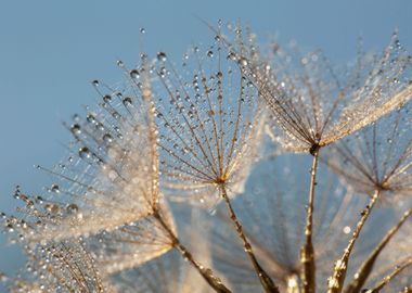 Dandelions and drop